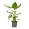 Alocasia - 17cm -Elise Bloom 12940424 8355054817264129