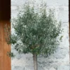 Olive Tree 18cm Mini Standard 1 Olive Tree 18cm Mini Standard -Elise Bloom 12940460 3464854971626941