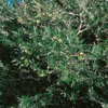 Olive Tree 20cm Small Standard -Elise Bloom 12940466 1764854971870745