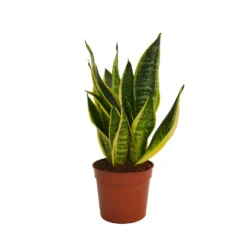 None Snake Plant Pot Size 12cm