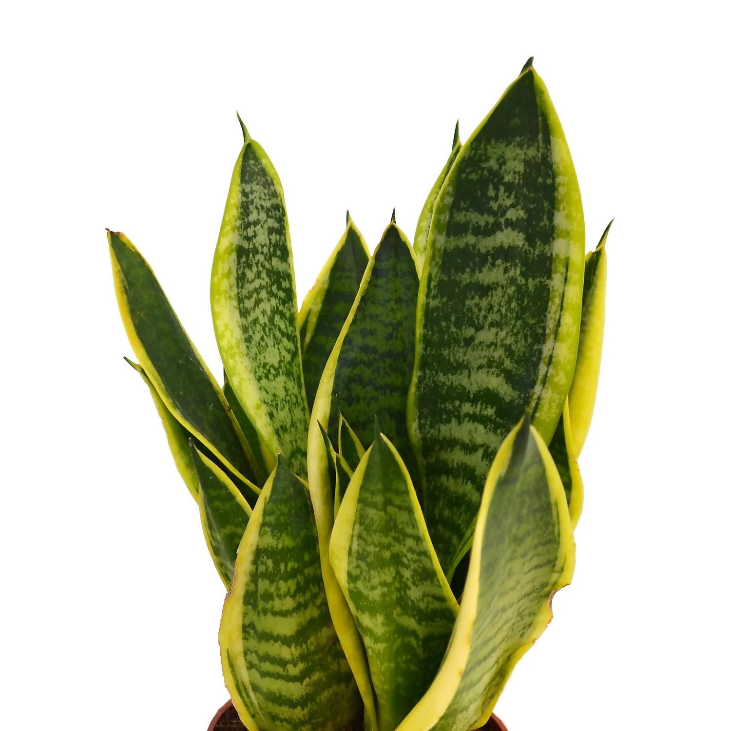 None Snake Plant Pot Size 12cm 4 None Snake Plant Pot Size 12cm - Image 2