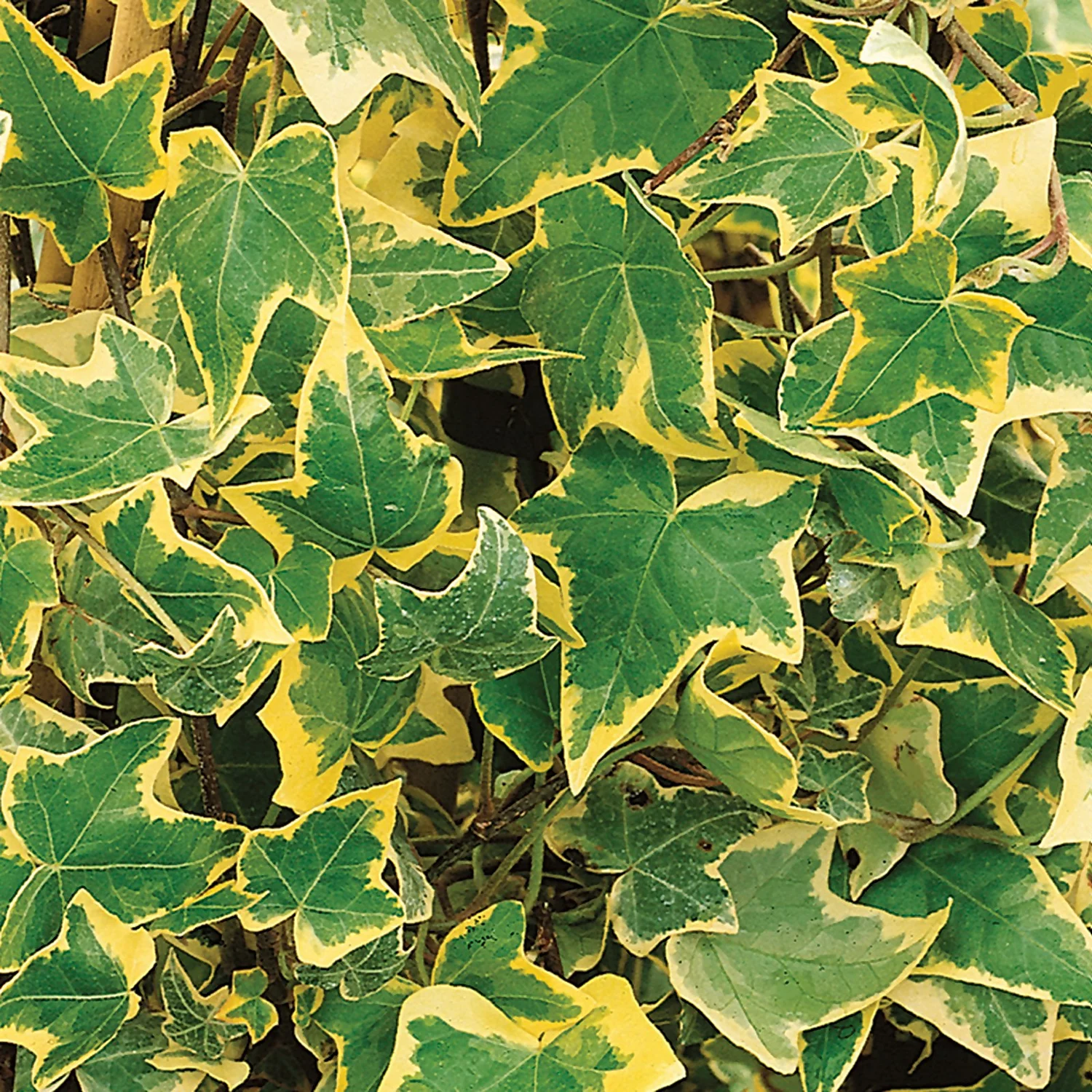 Hedera Helix Mix Ivy 13cm 3 Hedera Helix Mix Ivy 13cm
