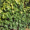 Pittosporum Tenuifolium Mix 19cm -Elise Bloom 12940593 1384893277413393