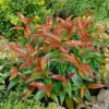 Leucothoe Mix 17cm -Elise Bloom 12940738 1034893277447725