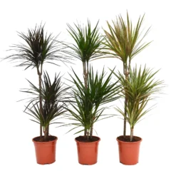 None Dracaena Marginata Mix (Dragon Tree) 60 -30 -15 - Pot Size 21cm 7 None Dracaena Marginata Mix (Dragon Tree) 60 -30 -15 - Pot Size 21cm -Elise Bloom 12955981 1214930929196404