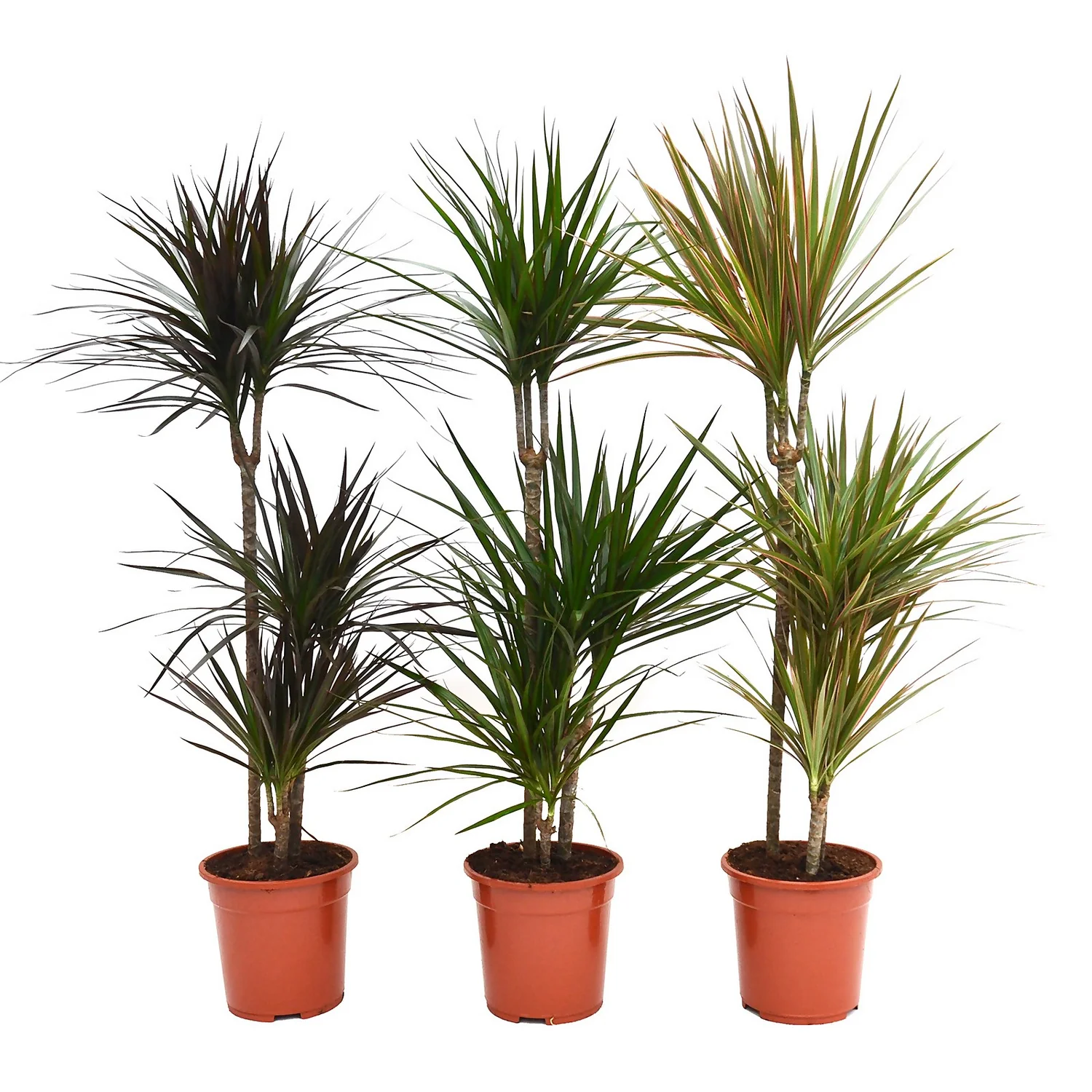 None Dracaena Marginata Mix (Dragon Tree) 60 -30 -15 - Pot Size 21cm 4 None Dracaena Marginata Mix (Dragon Tree) 60 -30 -15 - Pot Size 21cm - Image 2