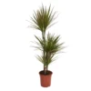 None Dracaena Marginata Mix (Dragon Tree) 60 -30 -15 - Pot Size 21cm 1 None Dracaena Marginata Mix (Dragon Tree) 60 -30 -15 - Pot Size 21cm -Elise Bloom 12955981 1414930929154395