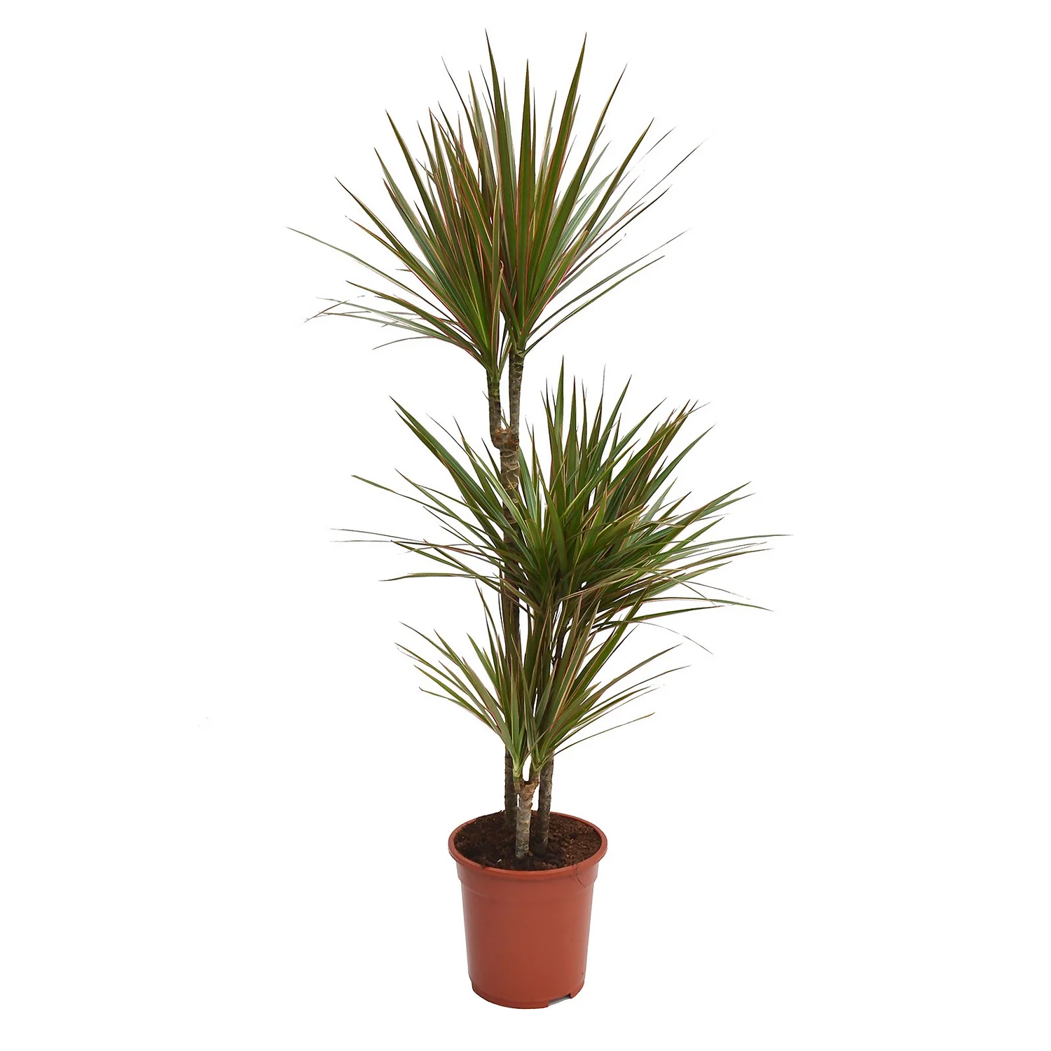 None Dracaena Marginata Mix (Dragon Tree) 60 -30 -15 - Pot Size 21cm 3 None Dracaena Marginata Mix (Dragon Tree) 60 -30 -15 - Pot Size 21cm