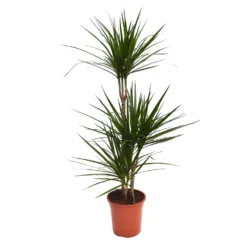 None Dracaena Marginata Mix (Dragon Tree) 60 -30 -15 - Pot Size 21cm 8 None Dracaena Marginata Mix (Dragon Tree) 60 -30 -15 - Pot Size 21cm -Elise Bloom 12955981 1434930929237075
