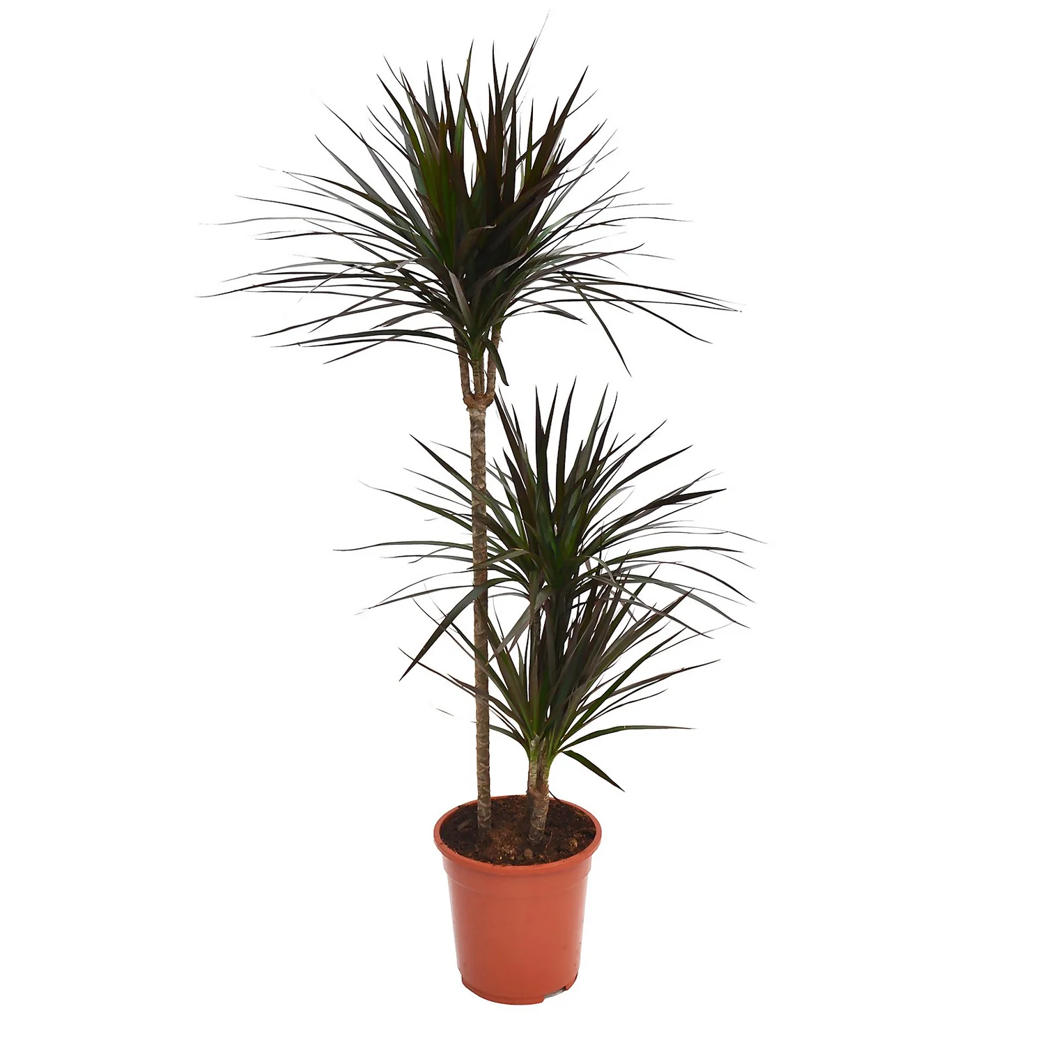 None Dracaena Marginata Mix (Dragon Tree) 60 -30 -15 - Pot Size 21cm 6 None Dracaena Marginata Mix (Dragon Tree) 60 -30 -15 - Pot Size 21cm - Image 4