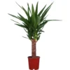 None Yucca - 14cm 1 None Yucca - 14cm -Elise Bloom 12960911 1764918763797605