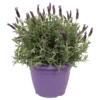 Lavandula Stoechas In Purple Bowl -Elise Bloom 12961010 1255031760941987