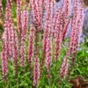 Salvia Caradonna Pink 2L -Elise Bloom 12961841 1064909680945690