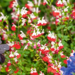 Salvia Lips Collection 2L