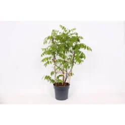 Wisteria Frutescens Amethyst Falls 24cm Large Trellis -Elise Bloom 12967345 1125031762133575