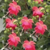 Fuchsia Bush Mix 1L -Elise Bloom 12967791 4174854966861480