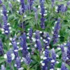 Salvia Fairy Queen 13Cm 1 Salvia Fairy Queen 13Cm -Elise Bloom 12967796 3954854966296733