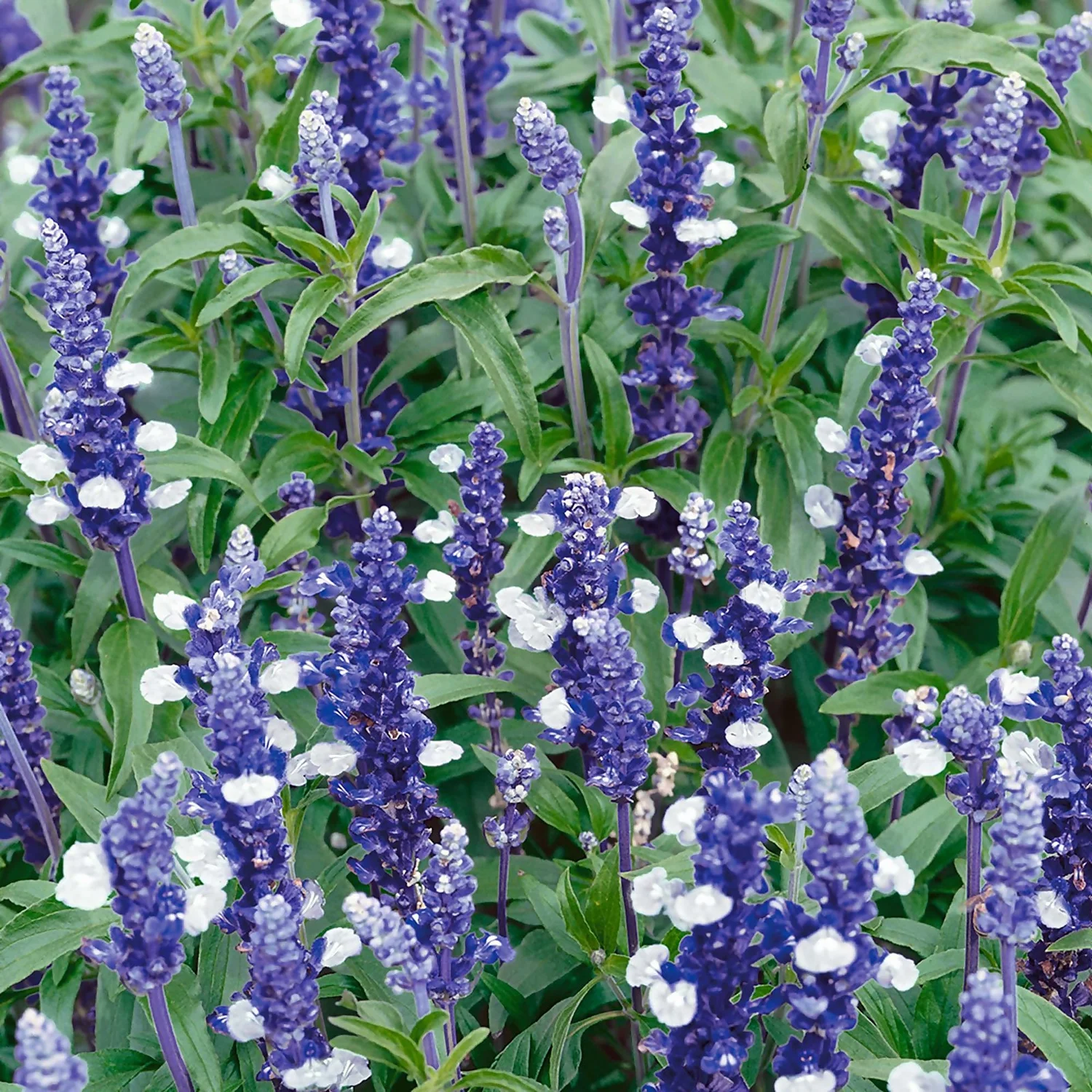 Salvia Fairy Queen 13Cm 3 Salvia Fairy Queen 13Cm