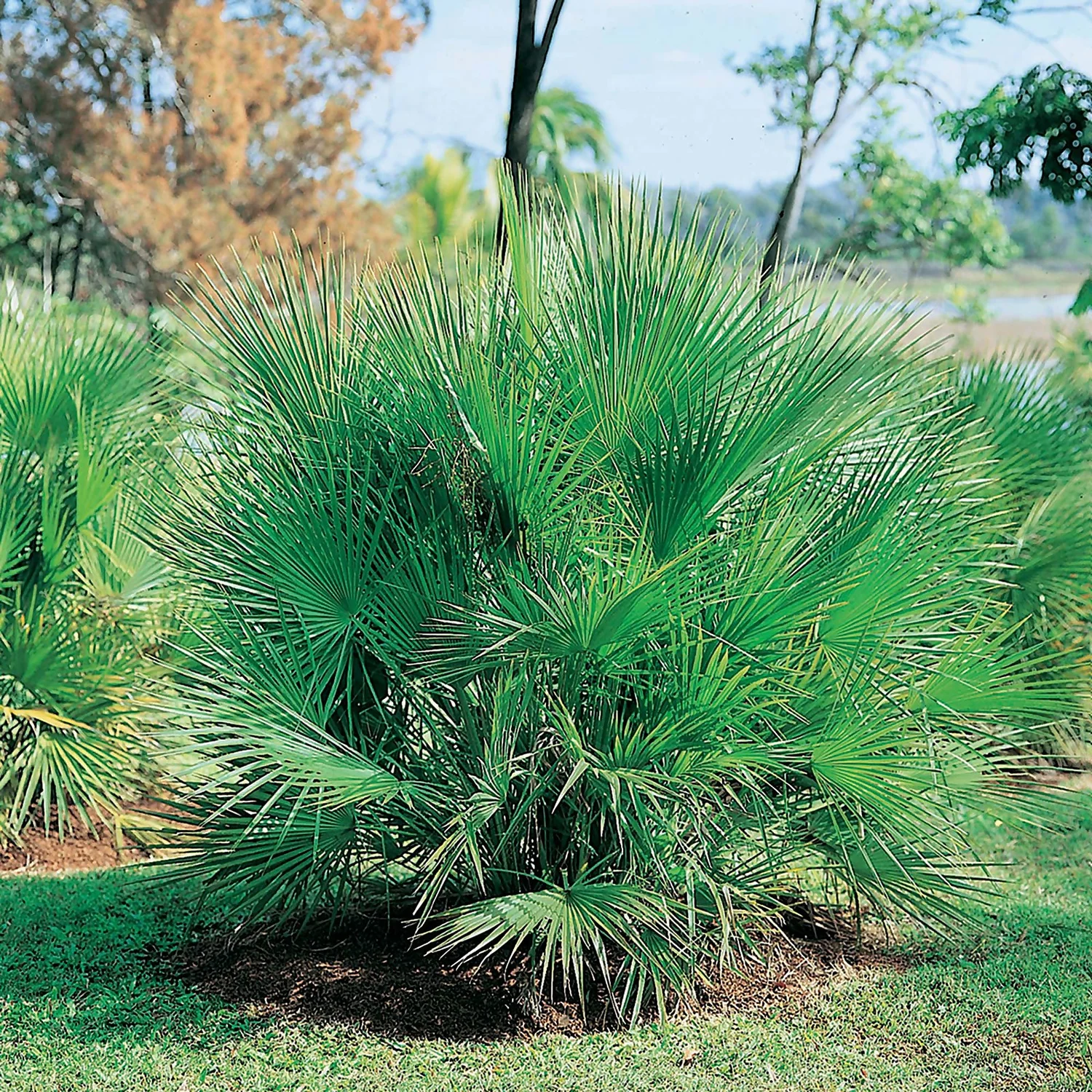 Chamaerops Humilis (Dwarf Fan Palm) 22cm 3 Chamaerops Humilis (Dwarf Fan Palm) 22cm