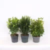 Euonymus Mix (Exclusive) 23cm -Elise Bloom 12967852 2805033080700397
