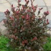 Photinia X Fraseri Red Robin 18L Half Standard 2 Photinia X Fraseri Red Robin 18L Half Standard -Elise Bloom 13027032 2955047258809561