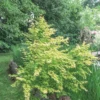 Acer Palmatum Mix 15L -Elise Bloom 13027046 1914933782180375