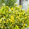 Euonymus Mix 10L -Elise Bloom 13027049 2104941780451620