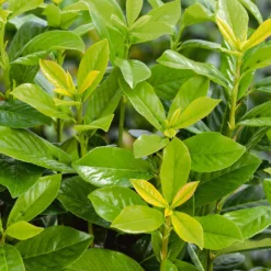 Photinia X Fraseri Little Red Robin 10L -Elise Bloom 13027050 1074933782480981