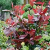 Photinia X Fraseri Little Red Robin 10L 1 Photinia X Fraseri Little Red Robin 10L -Elise Bloom 13027050 1284933782445596