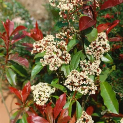Photinia X Fraseri Little Red Robin 10L -Elise Bloom 13027050 7774933782526017
