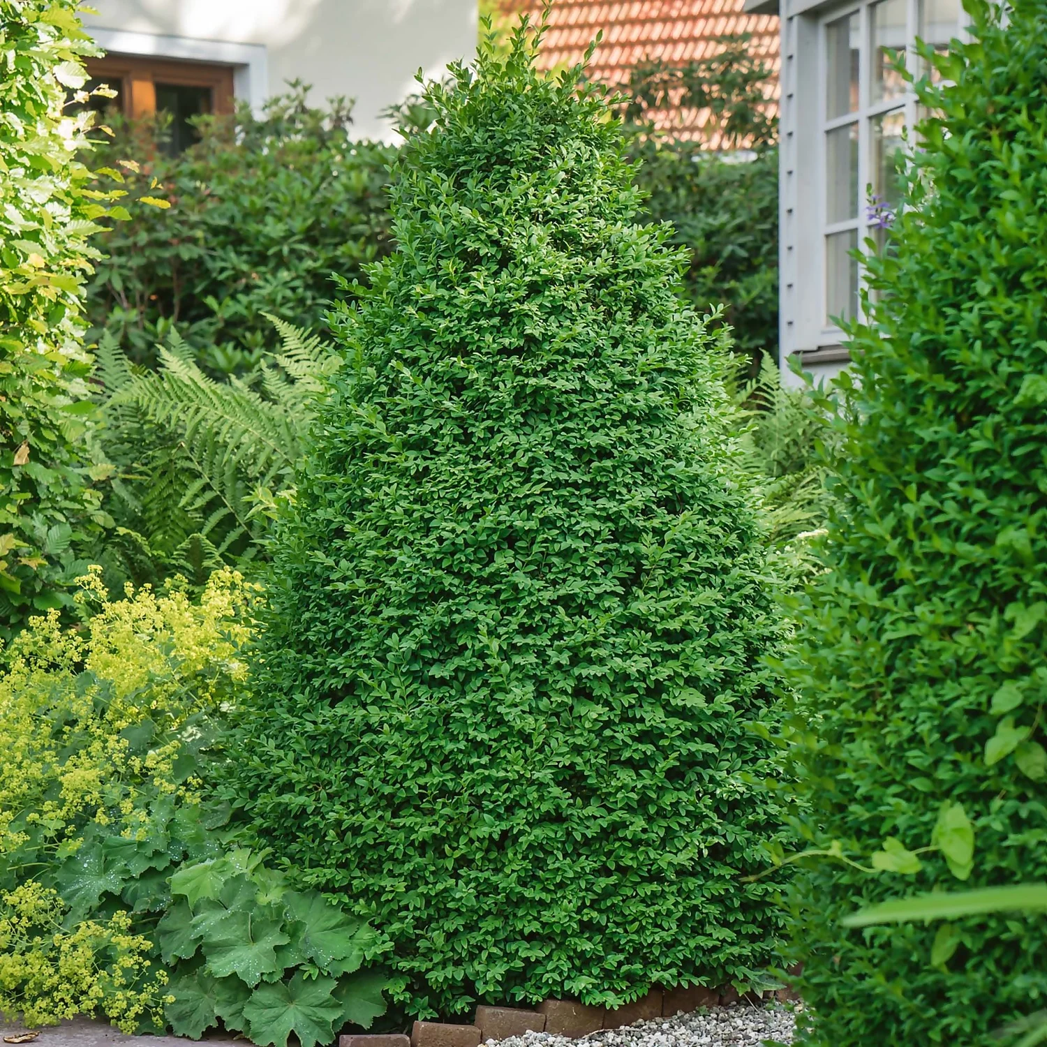 Buxus (Box) 21cm Pyramid 40-50cm 4 Buxus (Box) 21cm Pyramid 40-50cm - Image 2
