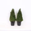 Buxus (Box) 21cm Pyramid 40-50cm -Elise Bloom 13027054 1895047259028534