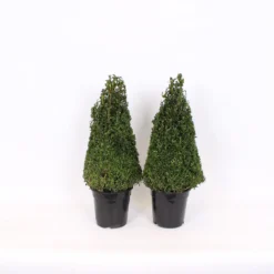 Buxus (Box) 21cm Pyramid 40-50cm