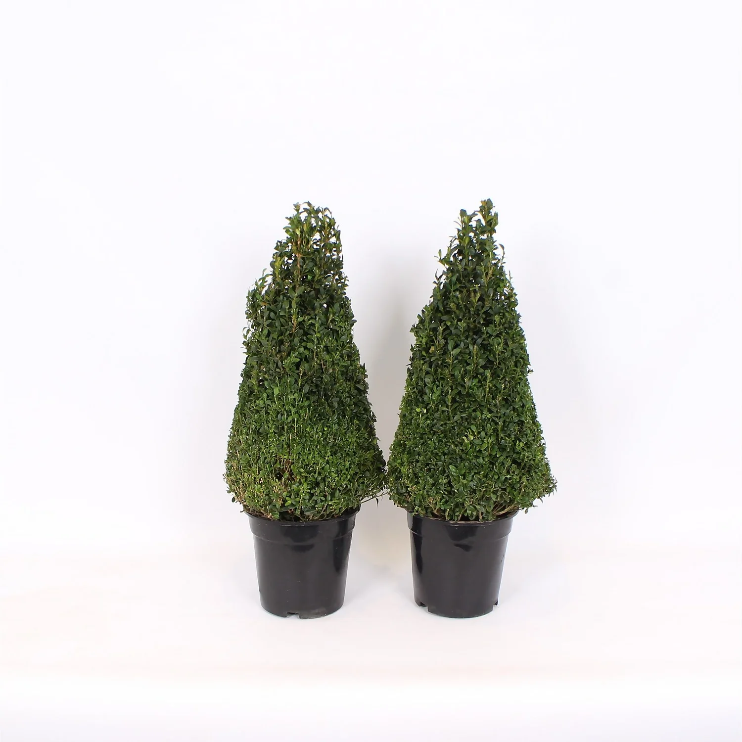 Buxus (Box) 21cm Pyramid 40-50cm 3 Buxus (Box) 21cm Pyramid 40-50cm