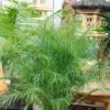 Phoenix Canariensis 28L 2 Phoenix Canariensis 28L -Elise Bloom 13029131 4924865626686399
