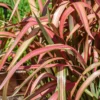 Phormium Tenax - 24cm -Elise Bloom 13097086 4504898764687242