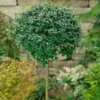 Ligustrum Ionandrum Delavayanum 18L Half Standard -Elise Bloom 13118183 1664865626529295