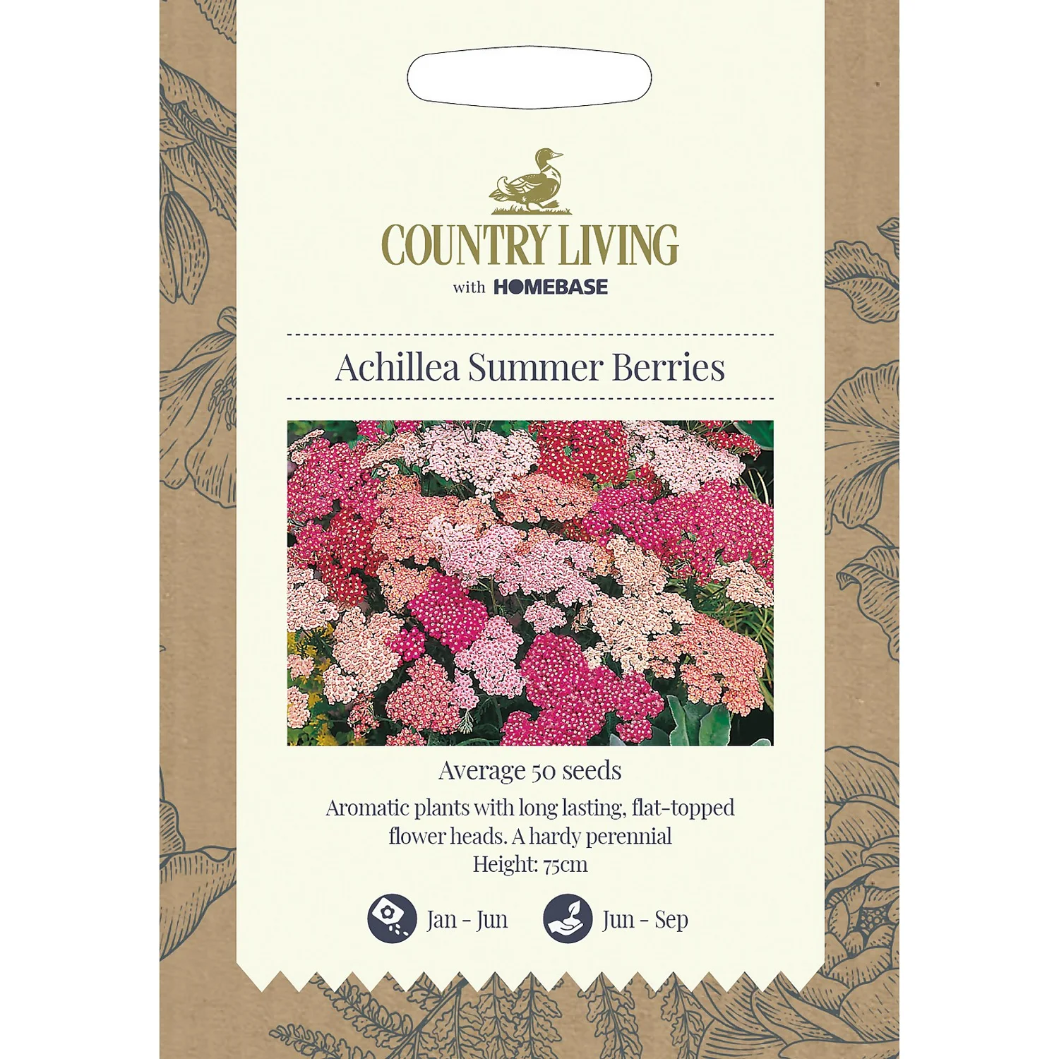 Country Living Achillea Summer Berries Seeds 3 Country Living Achillea Summer Berries Seeds