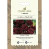Country Living Cornflower Black Ball Seeds 1 Country Living Cornflower Black Ball Seeds -Elise Bloom 13118191 2974888659189543