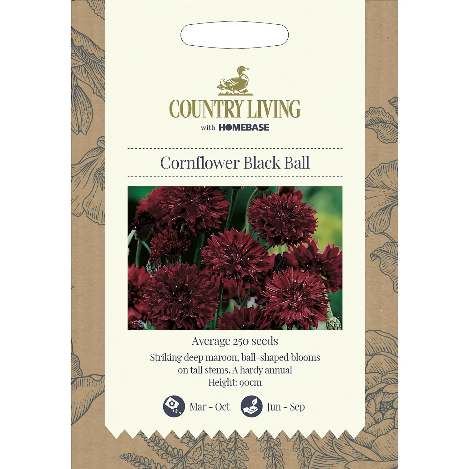 Country Living Cornflower Black Ball Seeds 3 Country Living Cornflower Black Ball Seeds