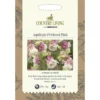 Country Living Aquilegia Petticoat Pink Seeds -Elise Bloom 13118193 2624888657970847