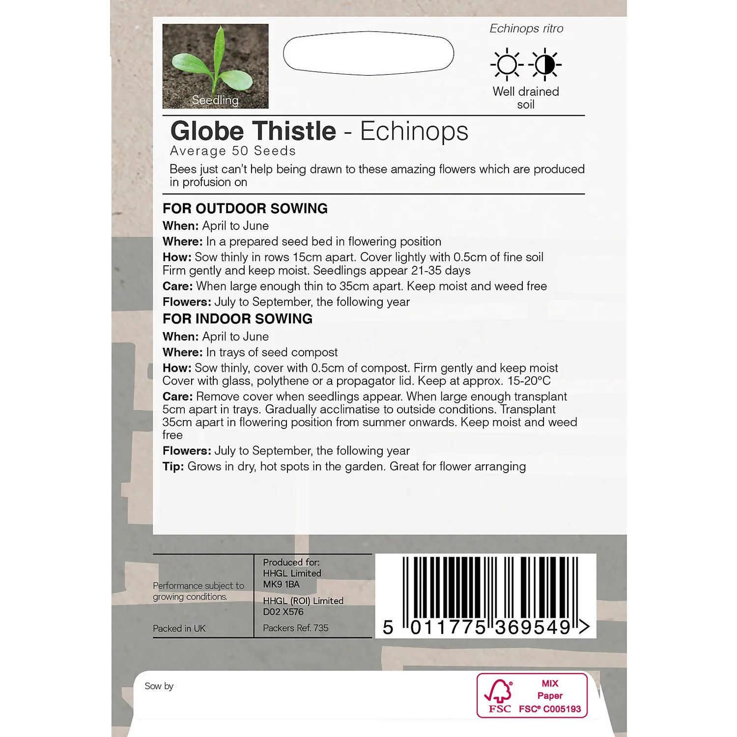 House Beautiful Echinops Globe Thistle Seeds 4 House Beautiful Echinops Globe Thistle Seeds - Image 2