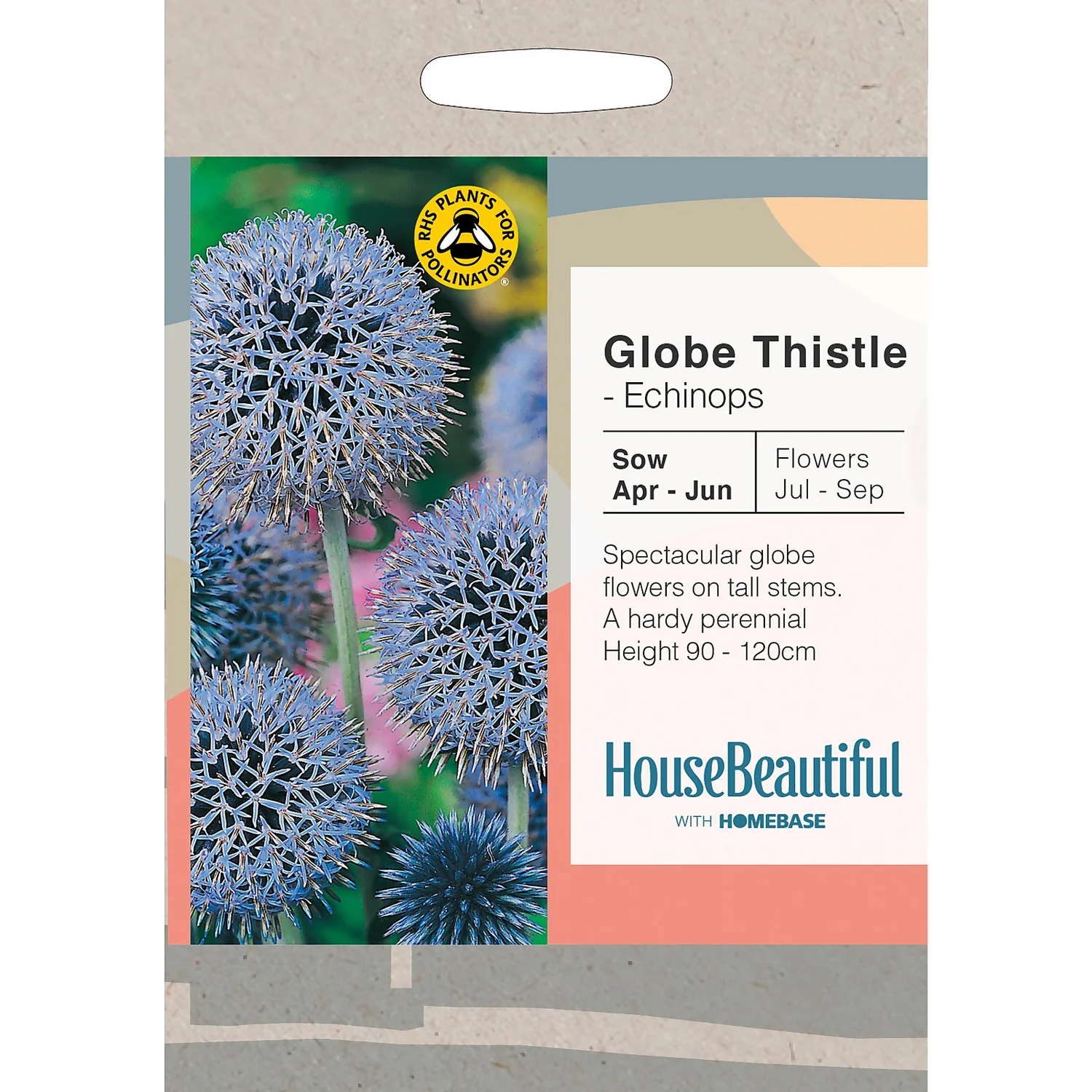 House Beautiful Echinops Globe Thistle Seeds 3 House Beautiful Echinops Globe Thistle Seeds