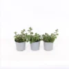 Herb 14cm Mint Garden 1 Herb 14cm Mint Garden -Elise Bloom 13126551 5075047258978119