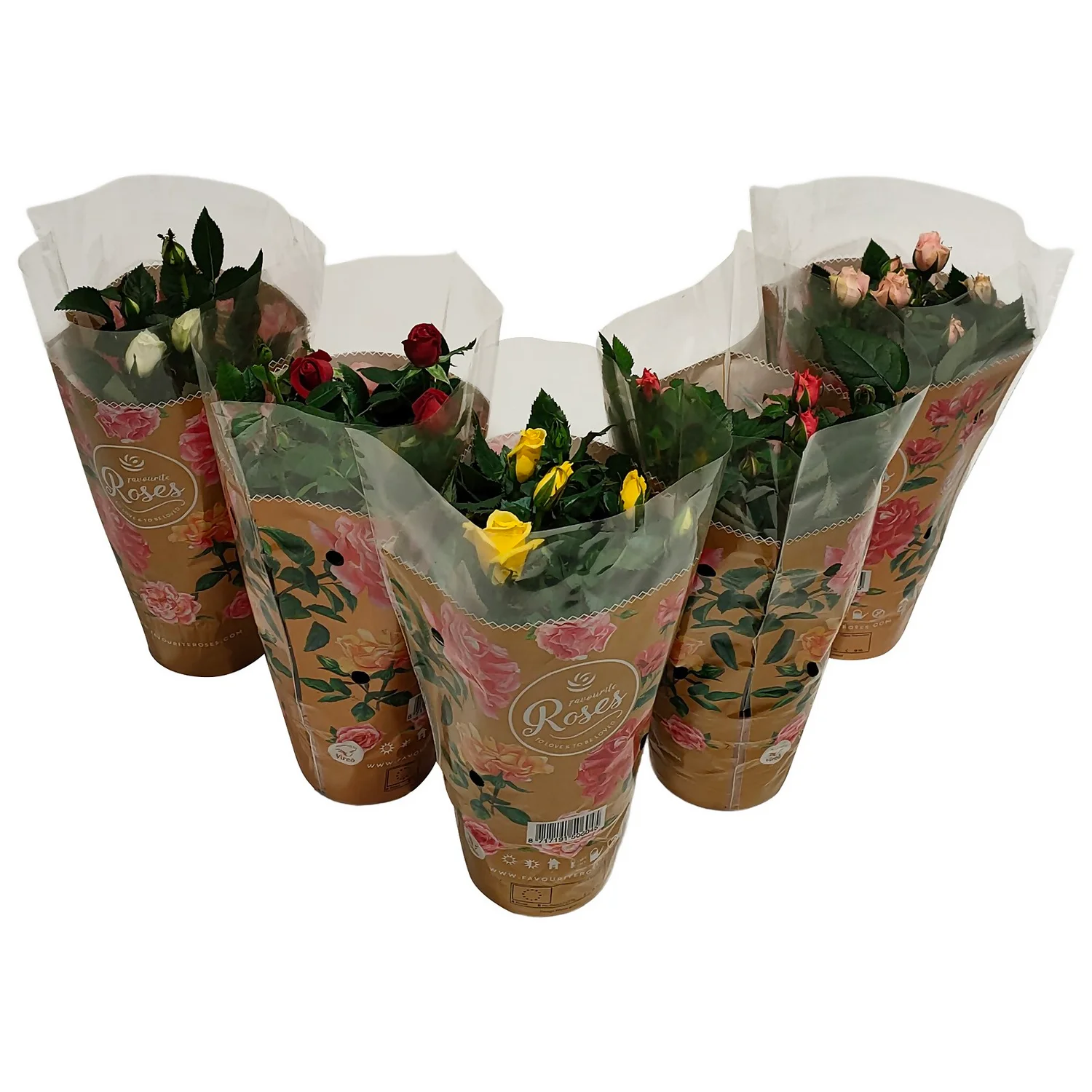 None Miniature Rose Houseplant - 10.5cm 3 None Miniature Rose Houseplant - 10.5cm