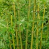 Bamboo Yellow Phyllostachys Aureosulcata Spectabilis 10L 1 Bamboo Yellow Phyllostachys Aureosulcata Spectabilis 10L -Elise Bloom 13133355 1434931135318277