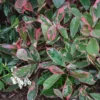 None Photinia X Fraseri Pink Louise -Elise Bloom 13133358 2454941778868148