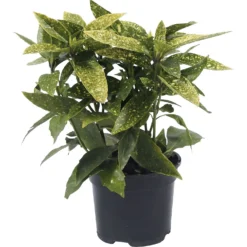 Aucuba Japonica Variegata 17cm -Elise Bloom 13133364 1604941778929999