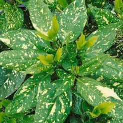 Aucuba Japonica Variegata 17cm -Elise Bloom 13133364 1774941778868451