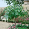 Fig Ficus Carica 5L Standard 130-150cm -Elise Bloom 13150828 1624898764632849